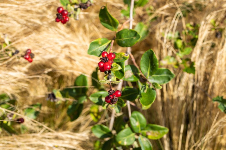 Lonicera heckrottii, Geißblatt, 80–100 cm, duftend