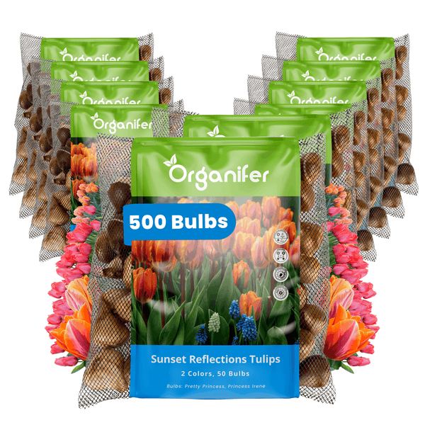 Zehn Netzbeutel mit insgesamt 500 Blumenzwiebeln der Sorten Pretty Princess und Princess Irene für Tulpen in Orange und Pink.