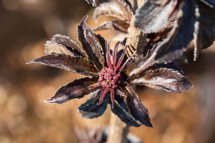 Sambucus nigra 'Black Tower' -R-, Schwarzer Holunder, 60–80 cm