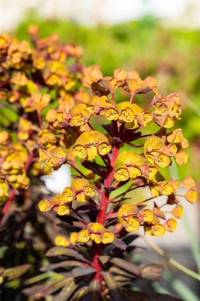Wolfsmilch-Pflanze mit gelben Blüten
