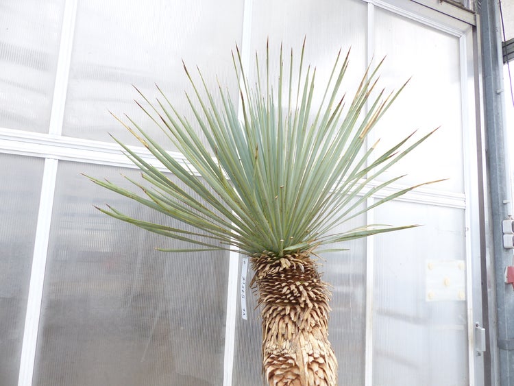 Yucca Rostrata  Mexico, Palme, 190 cm, Stamm 104 cm winterhart