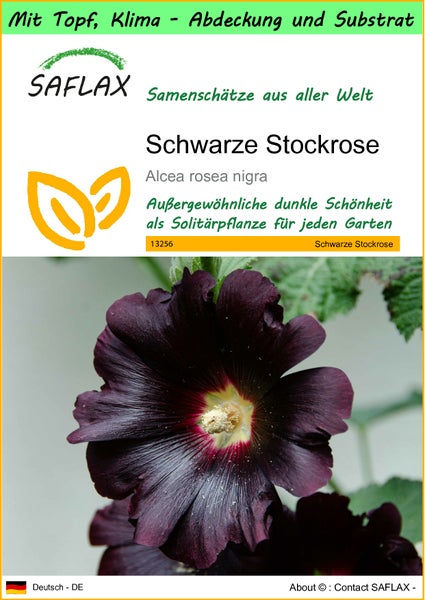 SAFLAX Garden to go - Schwarze Stockrose - Alcea rosea nigra - 100 Samen - Mit Topf, Klima - Deckel und Anzuchtsubstrat
