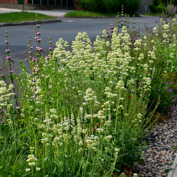 Üppiges Staudenbeet mit hohen weißen und purpurfarbenen Blüten an einem Kiesweg und einer asphaltierten Straße.