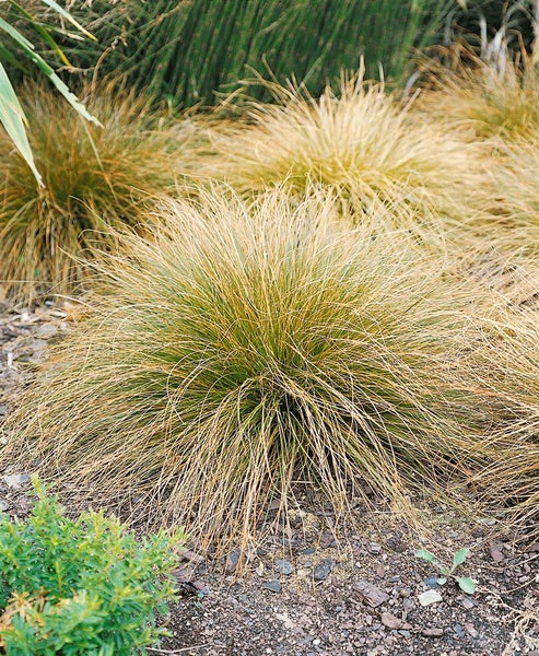 Carex testacea, Neuseeländisches Segge, orange-braun, ca. 9x9 cm Topf