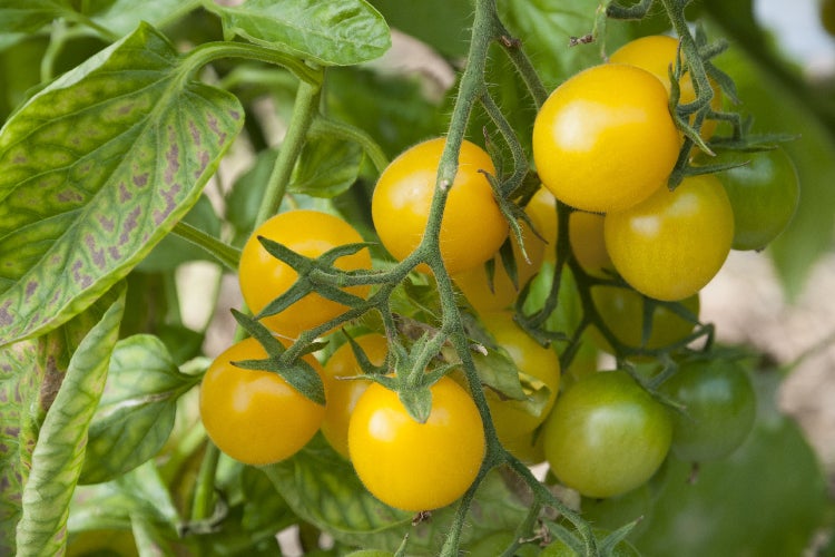SAFLAX Garden in the bag - BIO - Tomate - Golden Queen - Solanum lycopersicum - 15 Samen - Mit Anzuchtsubstrat im praktischen, selbst aufstellenden Beutel