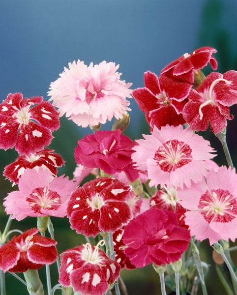 Dianthus alpinus, Alpen-Nelke, rosa Blüten, ca. 9x9 cm Topf