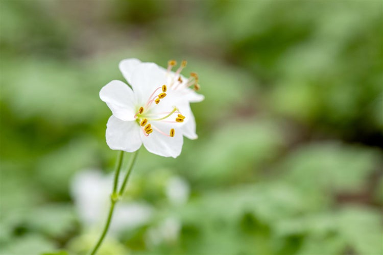 Geranium cantabrigiense 'Biokovo', Storchschnabel, weiß-rosa, ca. 12 cm Topf