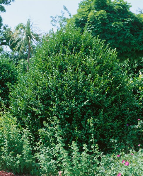 Buchsbaum im Garten