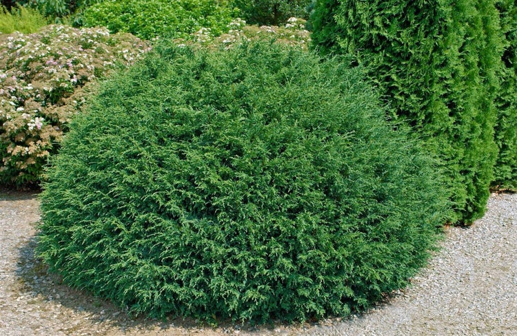 Chamaecyparis lawsoniana 'Tharandtensis Caesia', blaugrau, 90 cm Stammhöhe
