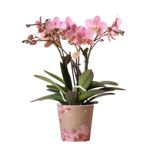 Kolibri Orchids Altrosa Phalaenopsis Orchidee Jewel Treviso Topfgröße  12cm blühende Zimmerpflanze frisch vom Züchter