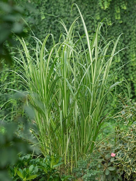 Chinaschilf mit gestreiften Blättern im Garten