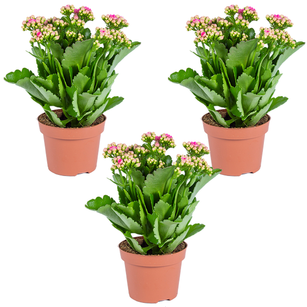 Drei Kalanchoe-Pflanzen mit grünen Blättern und rosa Blütenknospen in Kunststofftöpfen.