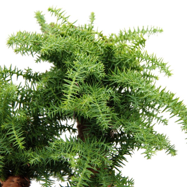 Zimmerbonsai Araucaria cunninghamii Zimmertanne Neuguinea-Araukarie ca. 65cm hoch 26cm Schale Schwarz Keramik