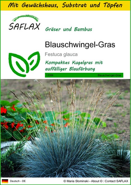 SAFLAX Anzucht Set - Blauschwingel-Gras - Festuca glauca - 50 Samen - Mit Mini-Gewächshaus, Anzuchtsubstrat und 2 Töpfen