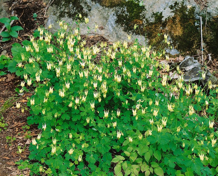 Aquilegia canadensis, Akelei, rot-gelb, ca. 9x9 cm Topf