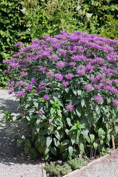 Monarda fistulosa 'Blaustrumpf', Indianernessel, violett, ca. 11x11 cm Topf