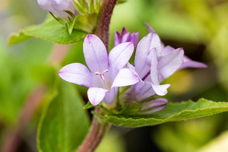 Nahaufnahme einer blassvioletten Ackerglockenblume