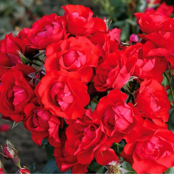 Strauß roter Rosenblüten