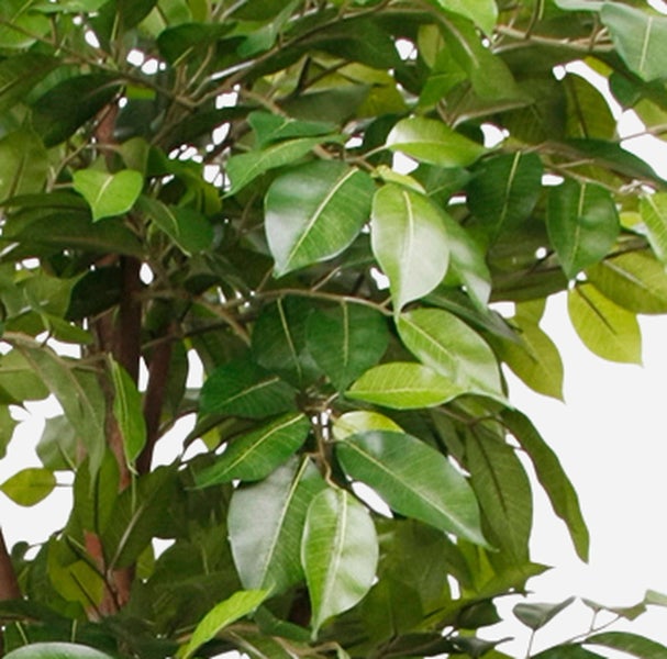 Detailaufnahme einer künstlichen Ficus Pflanze mit grünen Blättern und braunem Stamm.