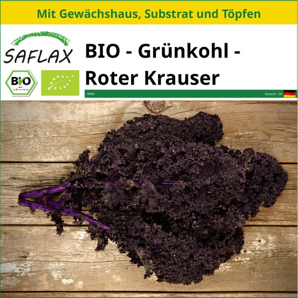 SAFLAX Anzucht Set - BIO - Grünkohl - Roter Krauser - Brassica oleracea var. sabellica - 50 Samen - Mit Mini-Gewächshaus, Anzuchtsubstrat und 2 Töpfen