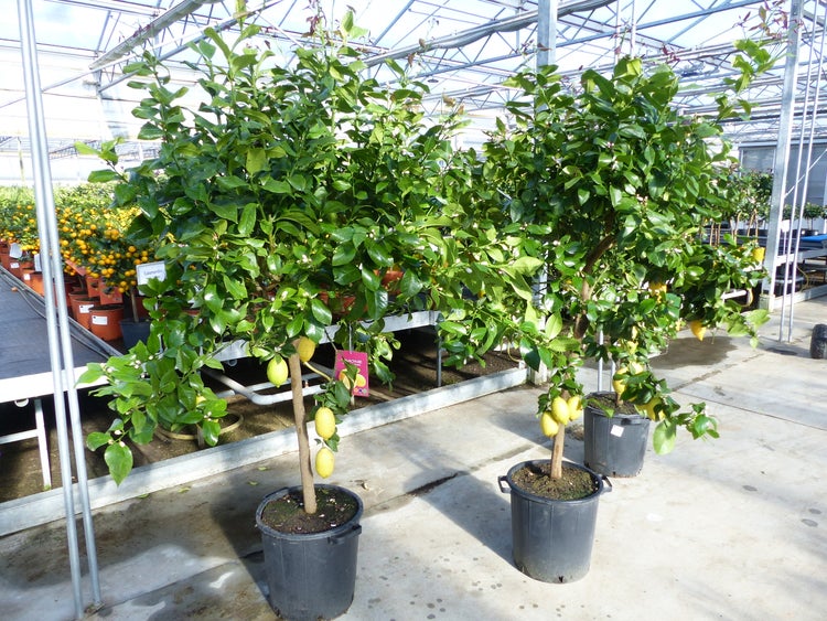 Zitrus Zitronenbaum Zitrone Citrus Limon Limone 180 - 220 cm Zitruspflanze