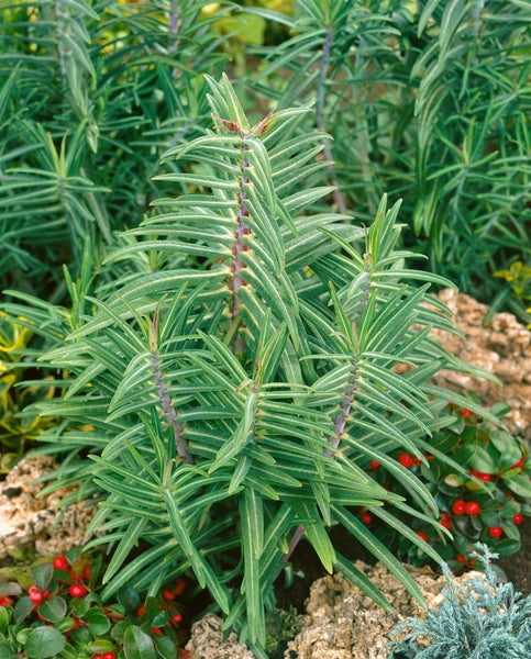 Euphorbia lathyris, Wolfsmilch, ca. 11x11 cm Topf, dekorativ