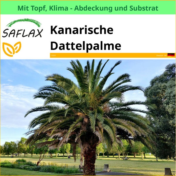 Kanarische Dattelpalme mit Topf, Klimaabdeckung und Substrat
