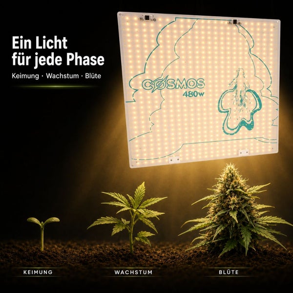 LED-Pflanzenlampe Cosmos 480 Watt für Keimung, Wachstum und Blüte. Drei Pflanzen in verschiedenen Entwicklungsstadien unter dem Lichtpaneel.