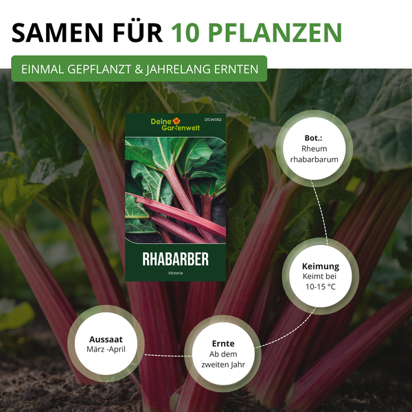 Samentüte für 10 Rhabarber-Pflanzen Victoria (Rheum rhabarbarum) von Deine Gartenwelt. Infos zu Aussaat, Keimung bei 10 bis 15 Grad und Ernte.