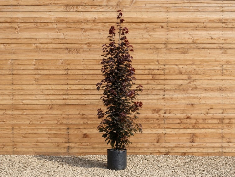 Säulenahorn mit dunkelroten Blättern im Kunststofftopf vor einer Holzfassade