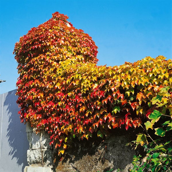 Parthenocissus tricuspidata 'Veitchii', Wilder Wein, 60–100 cm