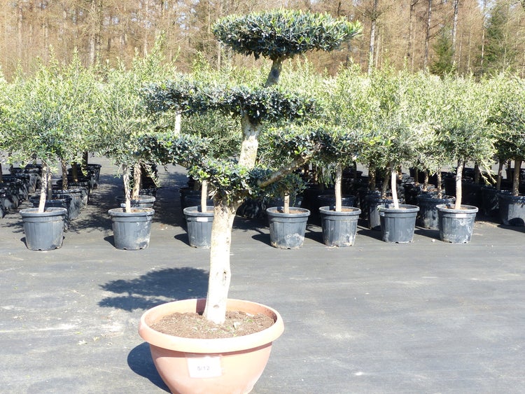 dnger fr olivenbaum kaufen Citrus- und Olivendnger 500ml  Dnger und Pflanzenpflege fr Ihren Garten