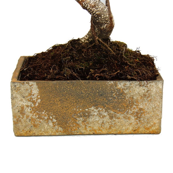 Bonsai fürs Zimmer - in moderner Trendkeramik - Zimmerbonsai Ficus - 6 Jahre alt - Steinoptik