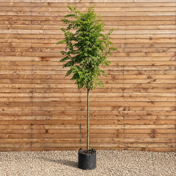 Ein hochstämmiger Blauregen als Jungbaum im schwarzen Pflanzcontainer vor einer Holzwand.