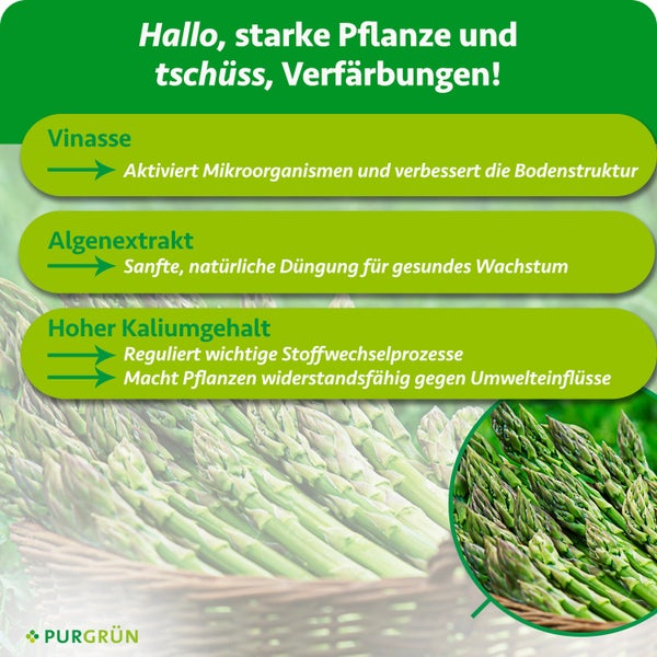 Infografik von Purgrün zu Vorteilen von Pflanzendünger mit Vinasse, Algenextrakt und Kalium sowie Abbildung von frischem Spargel.