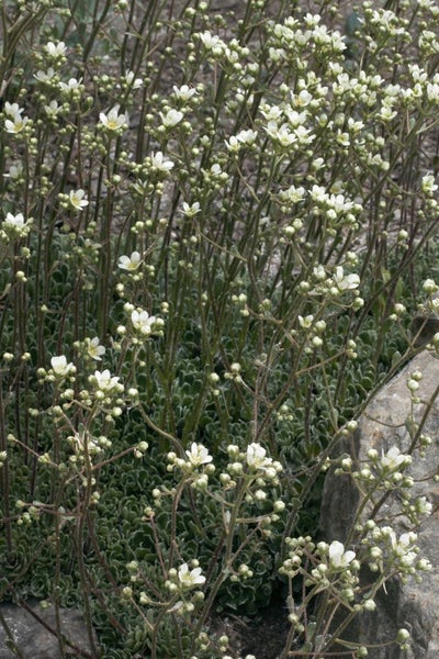 Saxifraga paniculata, Steinbrech, ca. 9x9 cm Topf, immergrün