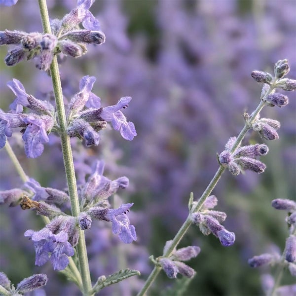 Nahaufnahme von Lavendelzweigen mit violetten Blüten im Garten.