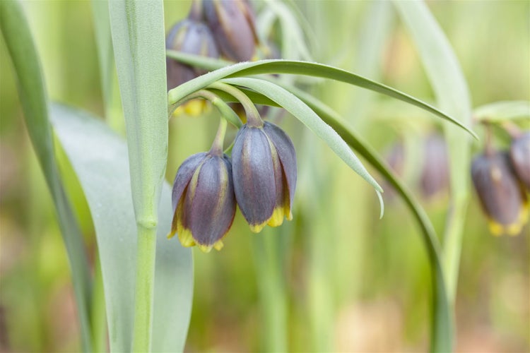 Fritillaria michailowskyi, Schachblume, gelb-braun, ca. 9x9 cm Topf