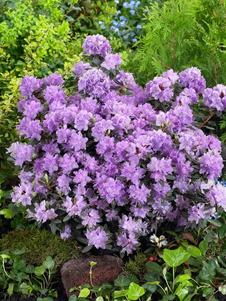 Rhododendron impeditum 'Ramapo', Zwerg-Rhododendron, lila, 20–25 cm