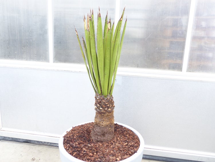 Yucca Faxoniana, 140 cm, Stamm 30 cm, Faxon Yucca, Palmilla, winterhart -20C