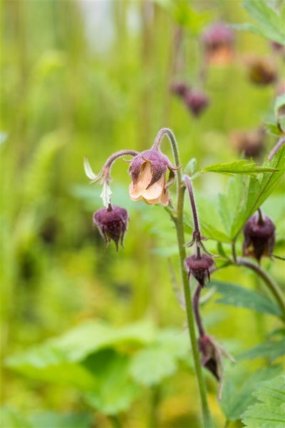 Nahaufnahme einer nickenden Nelkenwurz Pflanze mit Blüten und Blättern