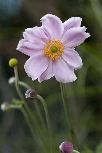 Anemone tomentosa 'Septemberglanz', Herbst-Anemone, rosa, ca. 9x9 cm Topf