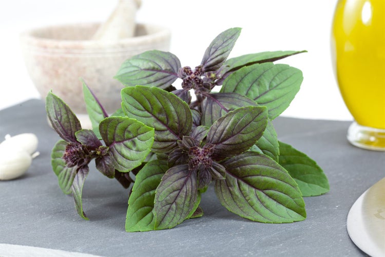 Afrikanisches Strauchbasilikum auf einem grauen Untergrund