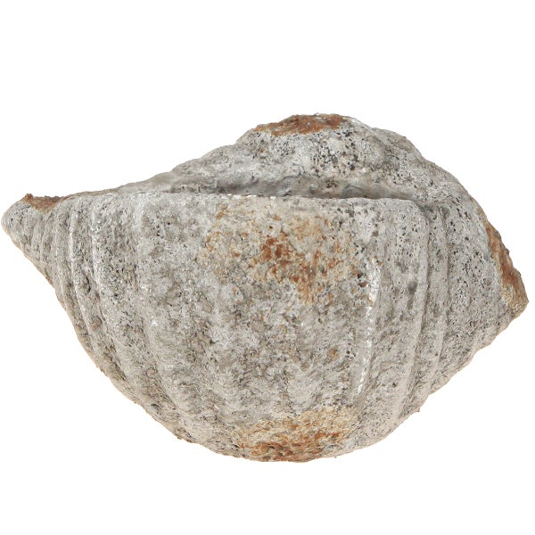 Dekorative Pflanzschale in Form einer Muschel