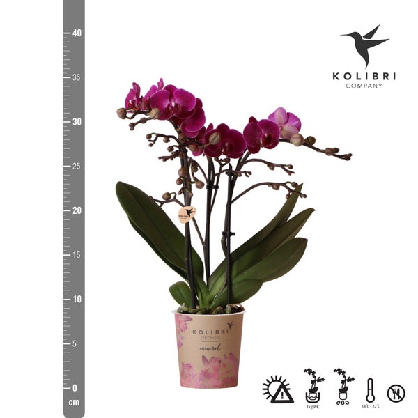 Kolibri Orchids Lila Phalaenopsis Orchidee Morelia Topfgröße 9cm blühende Zimmerpflanze frisch vom Züchter