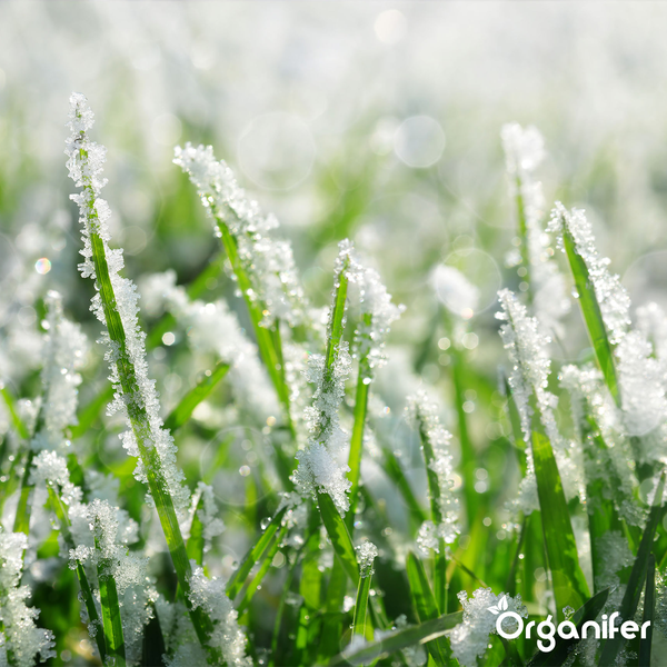 Herbstdünger All-In-One (20x = 400 kg für 8.000 m2) - Organifer