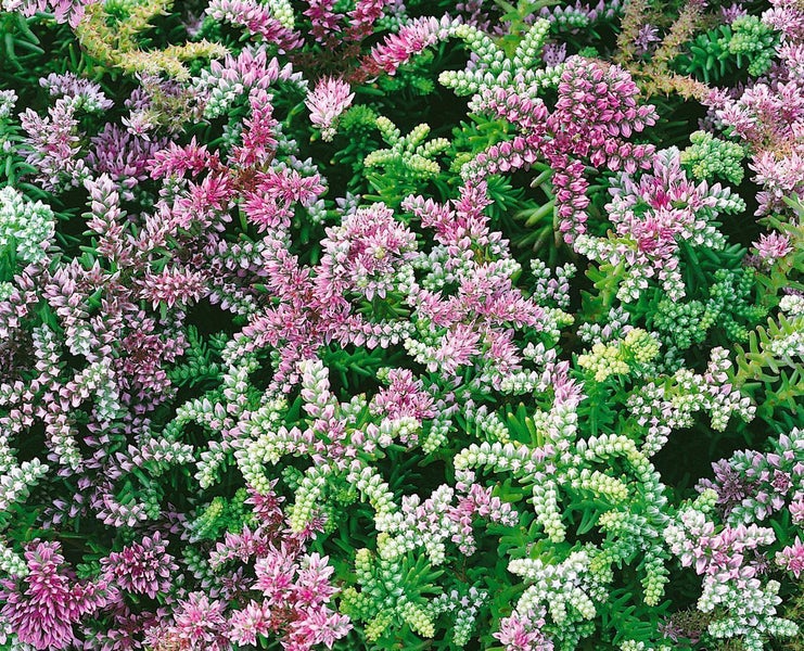 Sedum pulchellum 'Sea Star', rosa Blüten, ca. 9x9 cm Topf