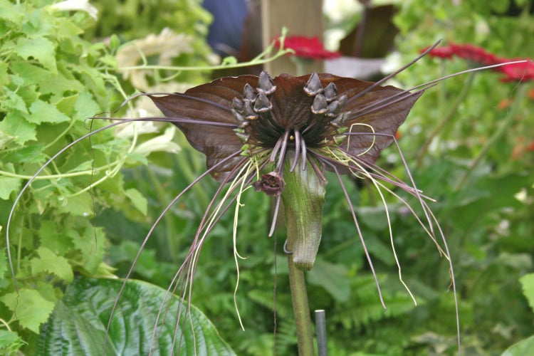 SAFLAX Garden to go - Fledermausblume - Tacca chantrieri - 10 Samen - Mit Topf, Klima - Deckel und Anzuchtsubstrat