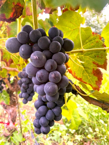 Eine Traube dunkler Weinbeeren hängt an einem Rebstock mit Weinblättern im Weinberg.