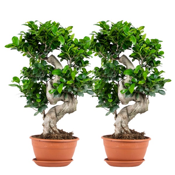 2x Ficus microcarpa 'Ginseng' S-Form - Bonsai - Zimmerpflanze - ⌀22 cm - ↕60-70 cm